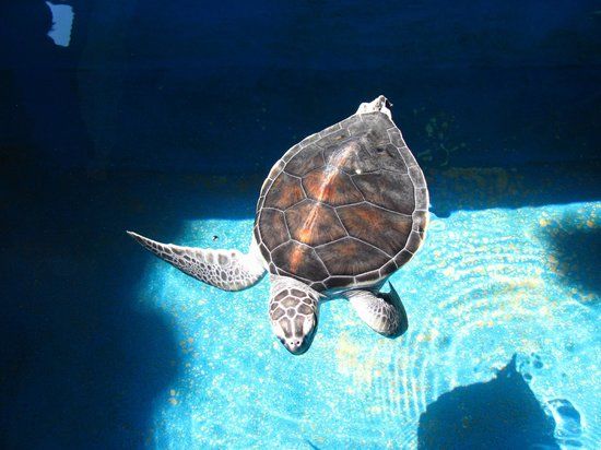 Museo De La Tortuga